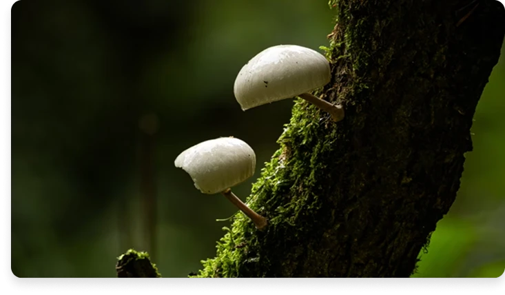 Two mushrooms growing on a mossy branch